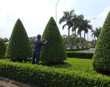 Chăm sóc - bảo trì - bảo dưỡng cây xanh Công Ty