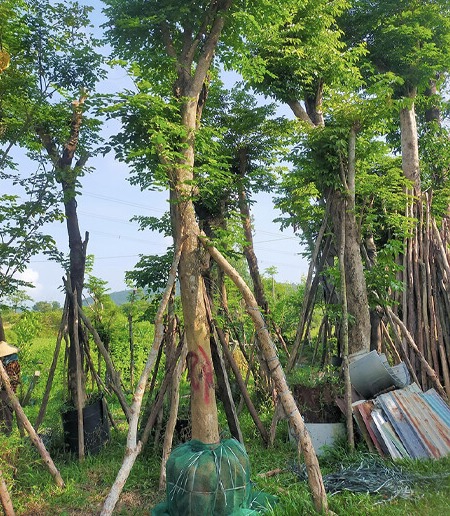 cay-giang-huong-trong-cong-trinh