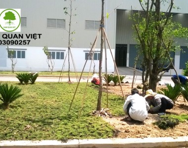 Thi công Trồng Cây xanh Nhà Máy Cổ Phần Bao Bì Việt Hưng Sài Gòn