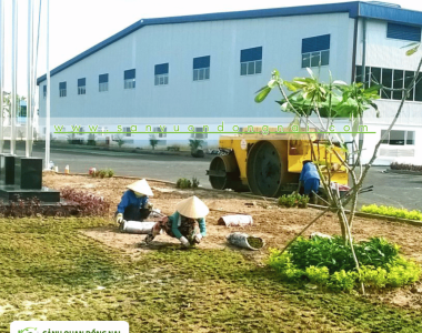 Dịch vụ trồng cỏ sân vườn chuyên nghiệp