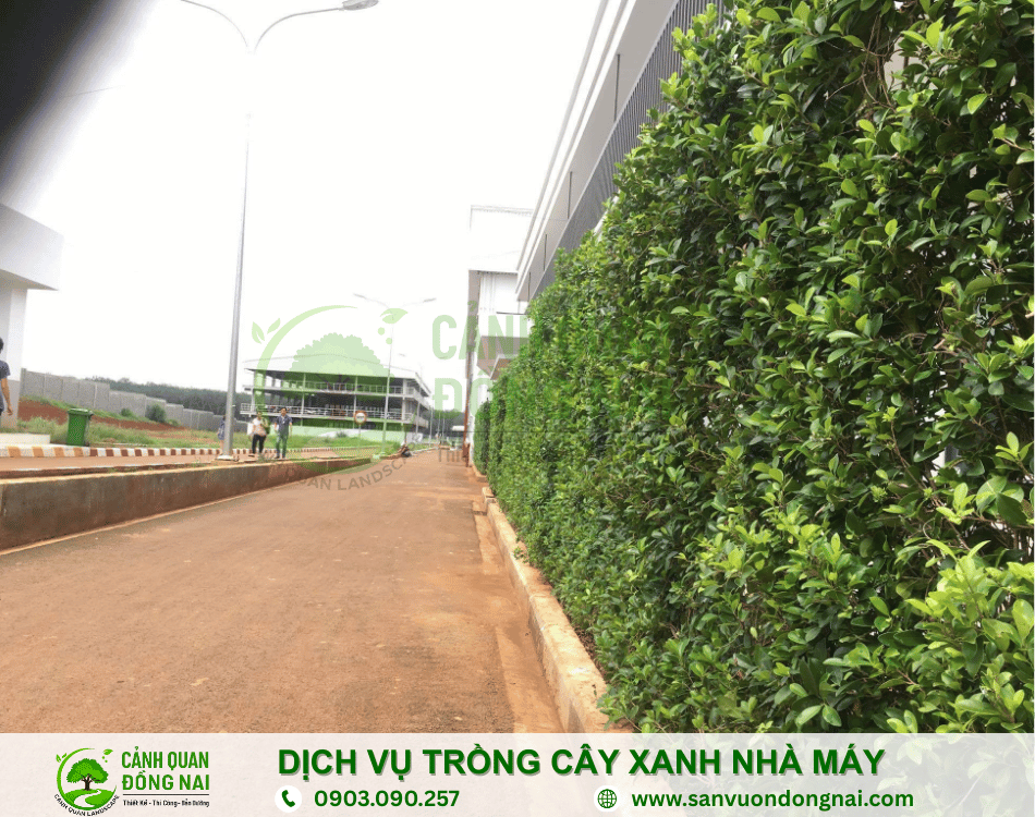 dich-vu-trong-cay-xanh-nha-may (1)