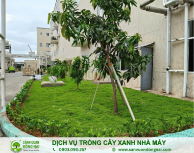 Dịch vụ trồng cây xanh nhà máy
