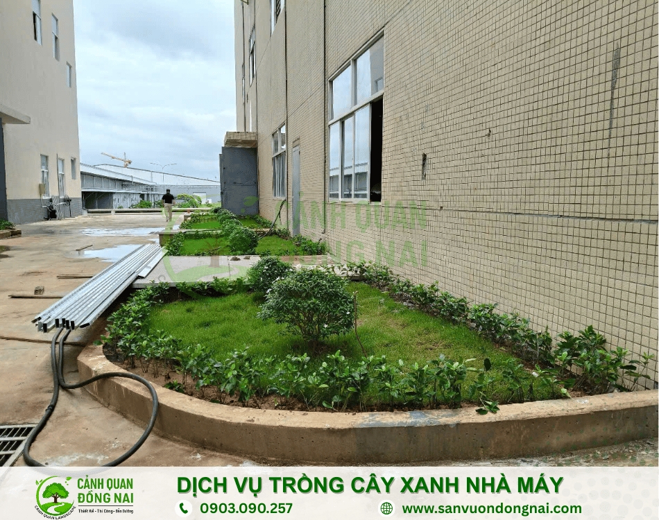dich-vu-trong-cay-xanh-nha-may (6)