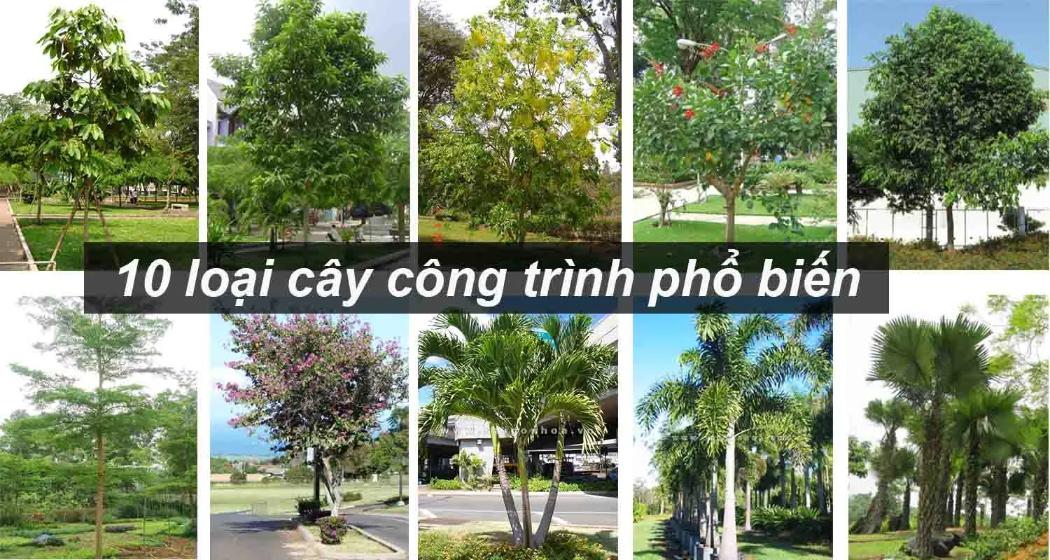 Cây xanh bóng mát cay bong mat nha may-1