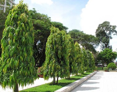 THIẾT KẾ THI CÔNG TRỒNG CÂY XANH CHO CÔNG TY