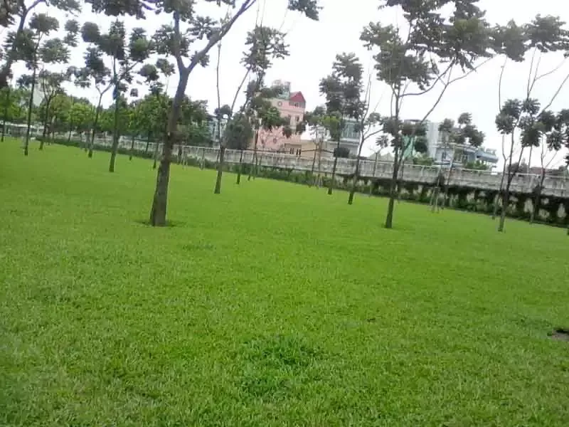 Cỏ lông heo-1
