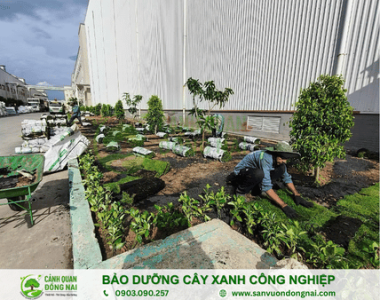 Bảo dưỡng cây xanh công nghiệp