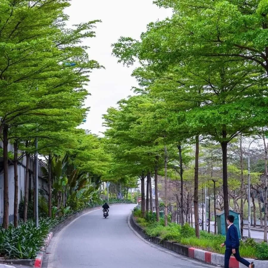 Cay-bang-dai-loan-cong-trinh-1