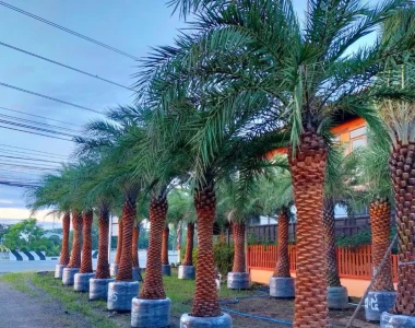 Bảng Giá Thi Công Cây Bóng Mát