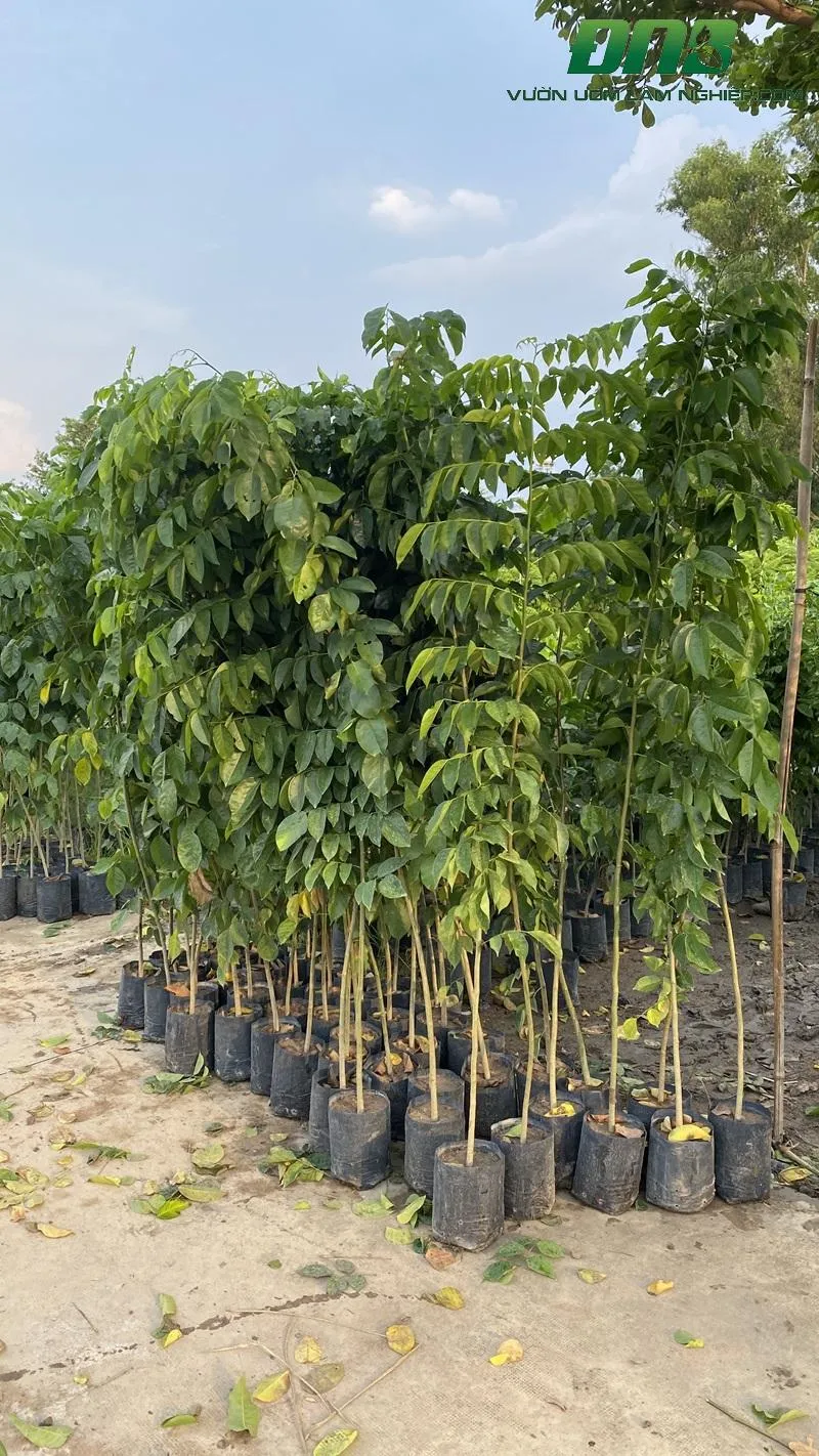 Cây Giáng Hương-1