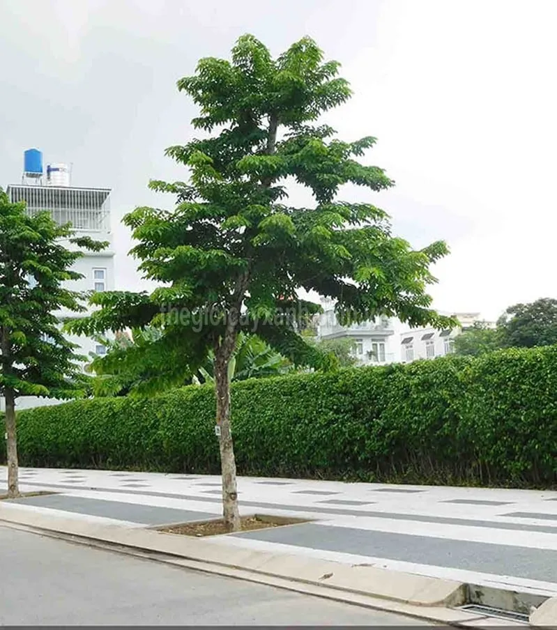 Cây Giáng Hương