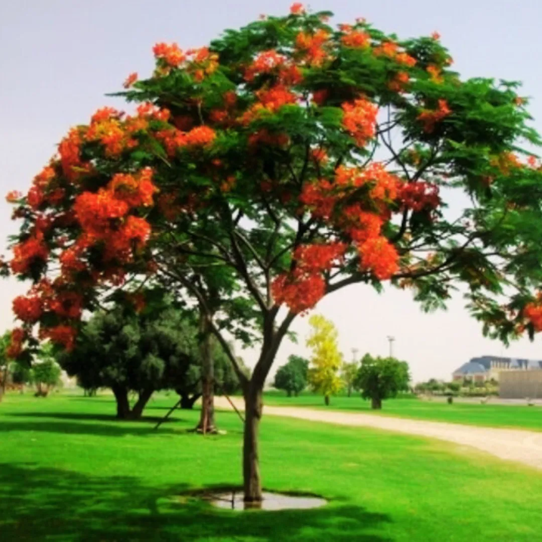 Cây Phượng Vĩ