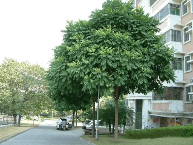 cay-sau-1