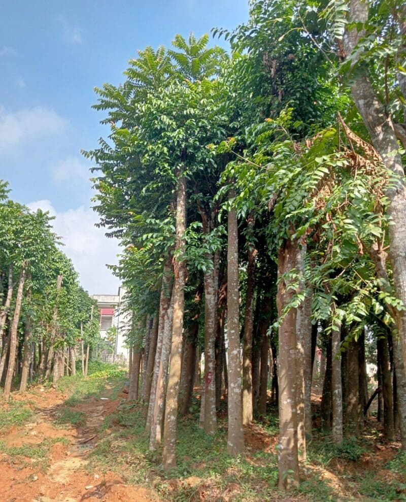 cay-xa-cu-cong-trinh