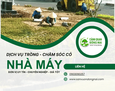 Trồng thảm cỏ cho nhà máy