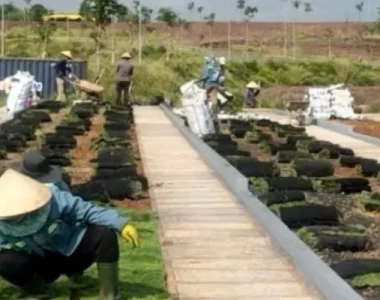 Đơn vị thi công dịch vụ trồng cỏ tự nhiên uy tín, chất lượng tại miền Nam