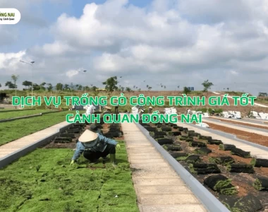Cập nhật bảng giá trồng cỏ tại TPHCM: Đơn vị trồng cỏ uy tín, giá cạnh tranh