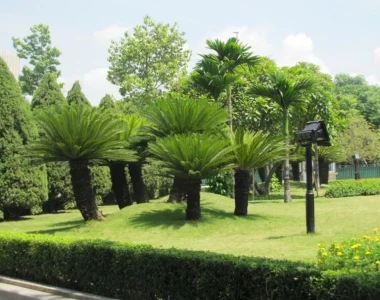 Dịch vụ trồng cỏ công viên