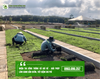Nhận thi công trồng cỏ giá rẻ – Giải pháp làm xanh sân vườn, tiết kiệm chi phí