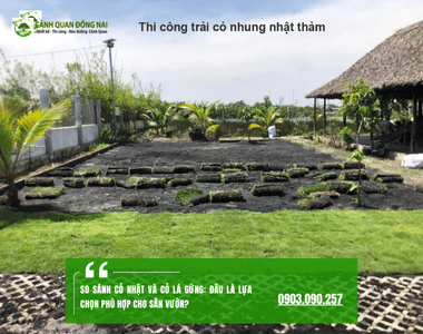 So sánh cỏ Nhật và cỏ lá gừng: Đâu là lựa chọn phù hợp cho sân vườn?