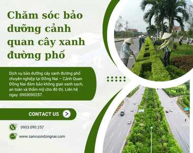 Bảo dưỡng cây xanh đường phố