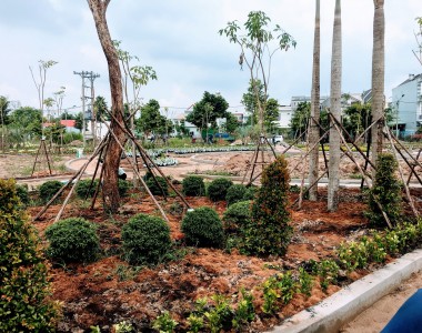 Trồng cây công trình