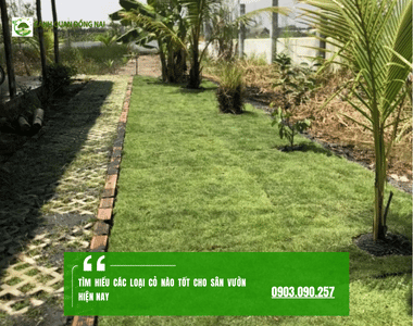 Loại cỏ nào tốt cho sân vườn? Gợi ý 5 loại cỏ đẹp, dễ chăm, bền bỉ