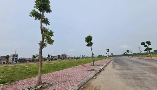 trong cay xanh du an 2