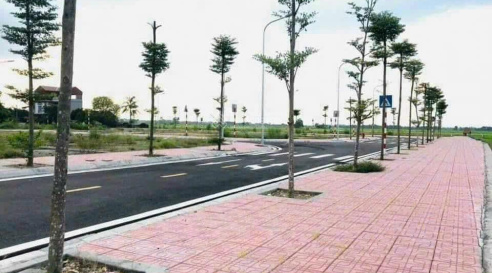 trong cay xanh du an