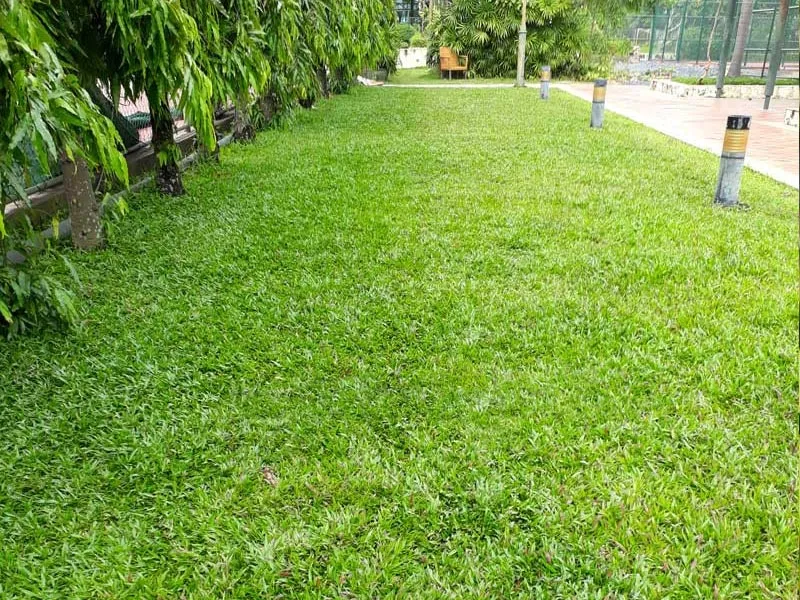 TRỒNG Cỏ lá tre nhà máy