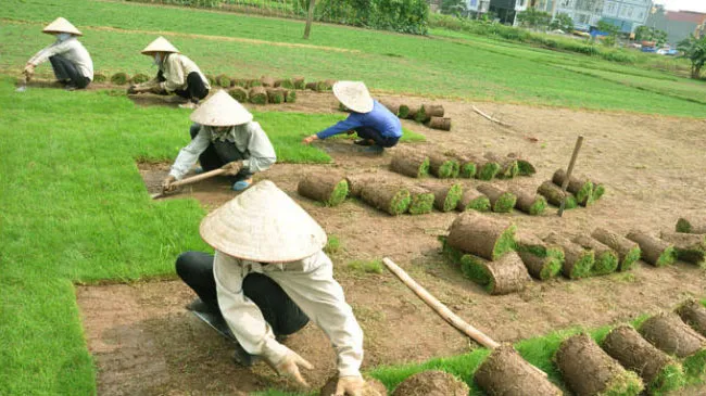 trồng Cỏ lông heo