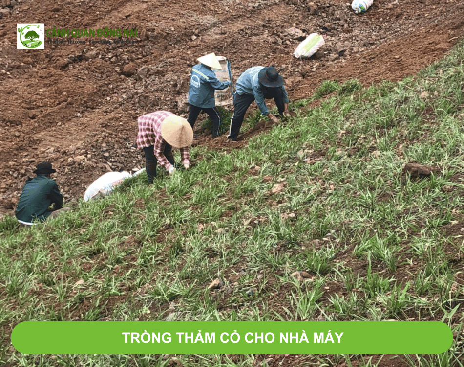 Trồng thảm cỏ cho nhà máy 3